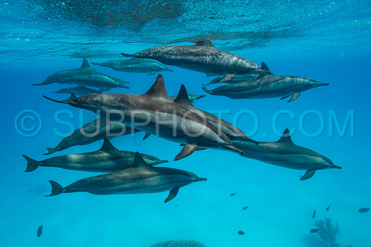 pod of Spinner dolphins (Stenella longirorstris) swimming over sand in Sataya reef- Egypt- Red Sea