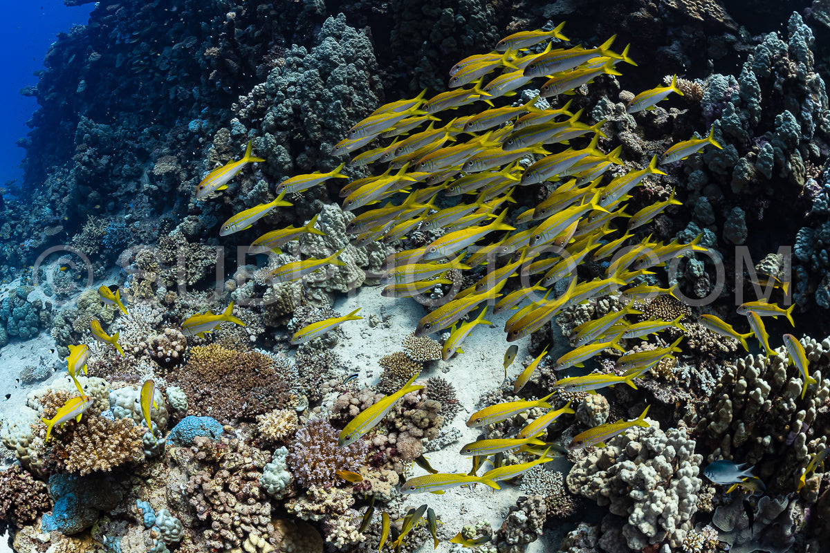 Photo de banc de poissons à nageoires jaunes