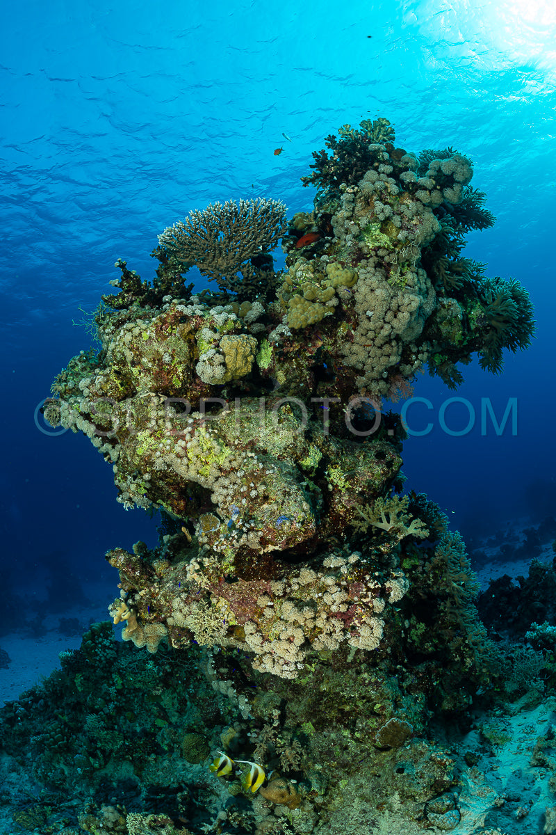 typical red sea coral structure with anthias fish