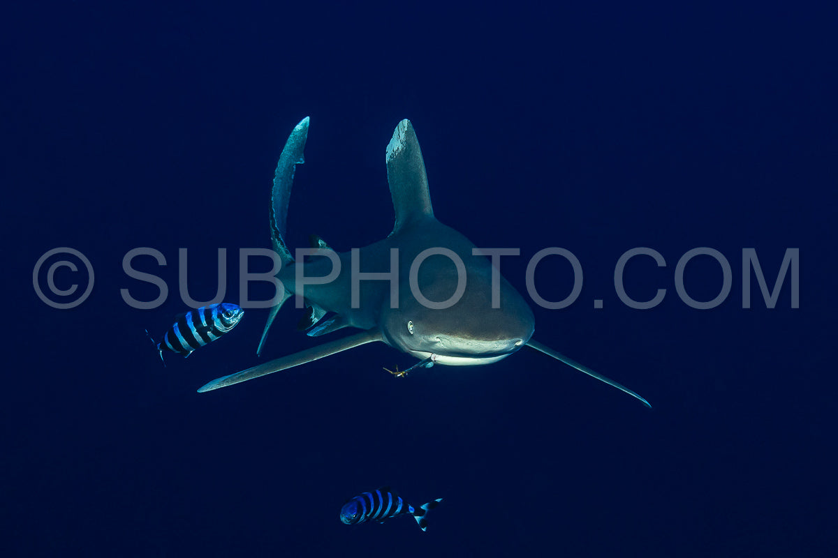 oceanic whitetip shark with a fishing hook with pilot fishes in the deep - Daedalus reef- Red Sea- Egypt