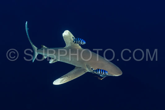 Photo de Requin océanique à pointe blanche avec un hameçon de pêche et des poissons pilotes dans les profondeurs - Daedalus reef- Red Sea- Egypt