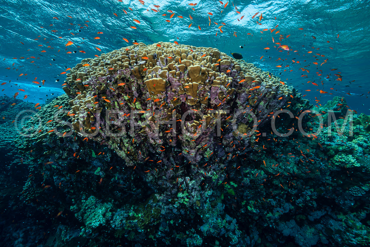 Photo de structure corallienne typique de la mer rouge avec poisson anthias
