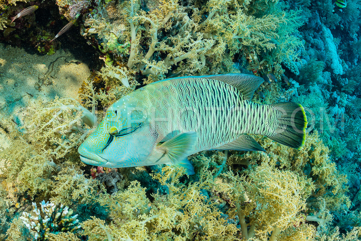 humphead wrasse or napoleon fish on a reef