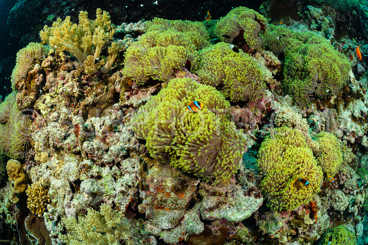 orangefin anemonefish fish in anemone city