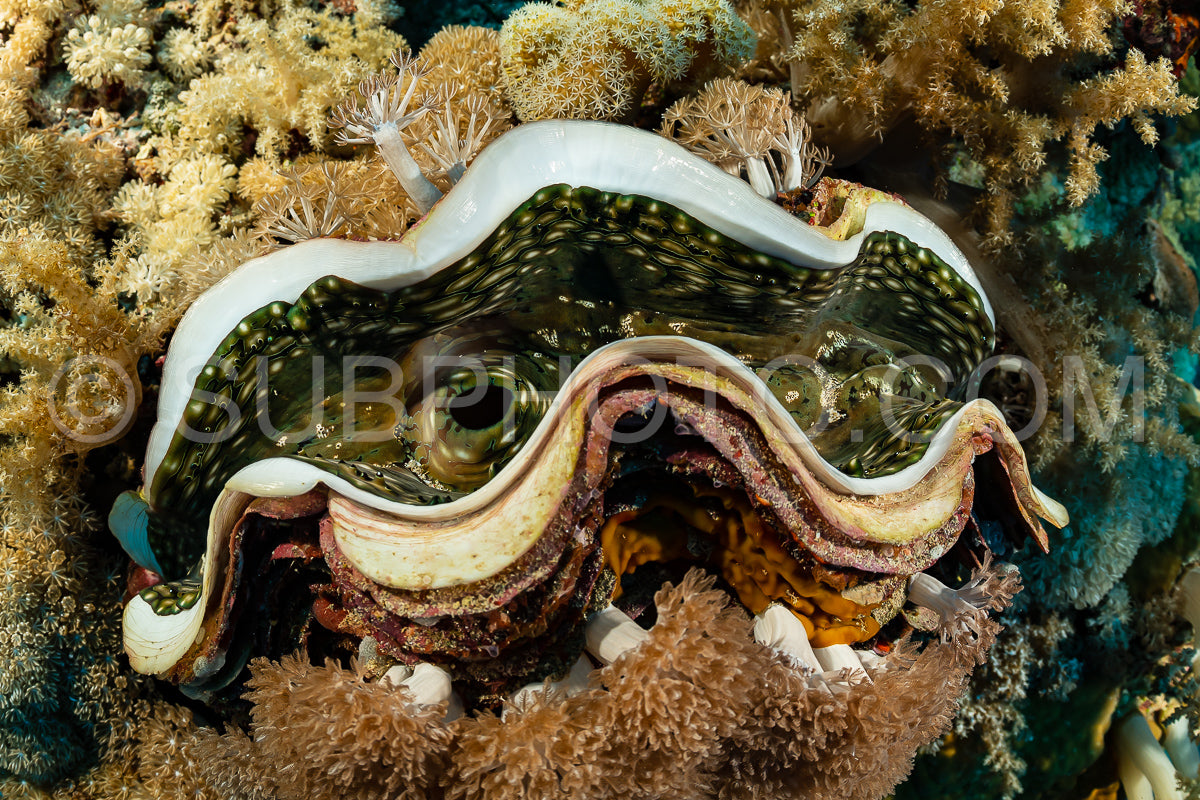 Photo de palourde géante cannelée sur le récif