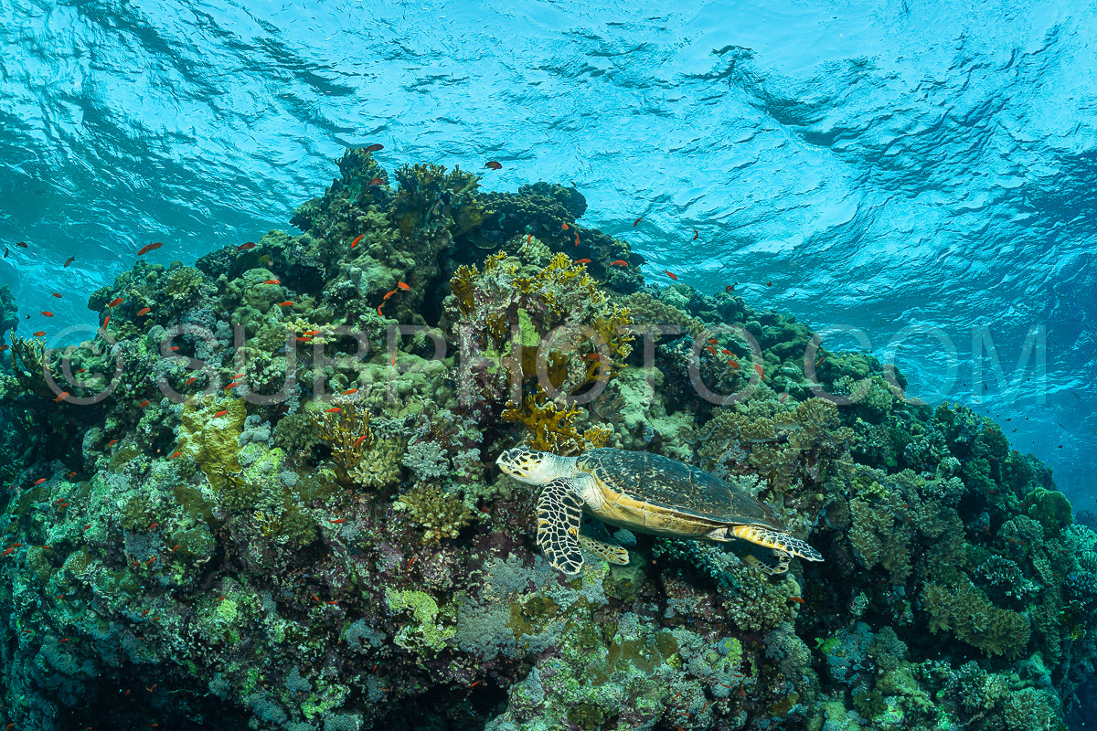 green turtle feeding on a reef in the Red Sea