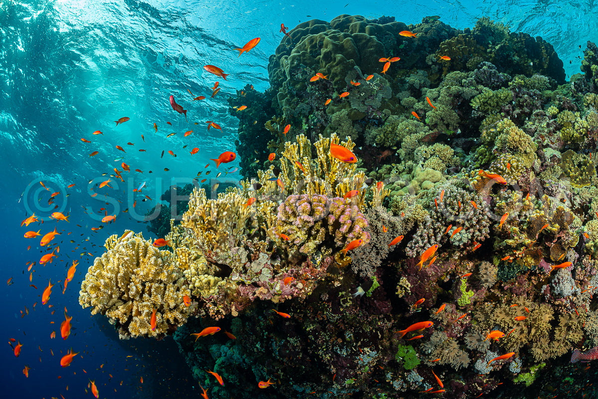 typical red sea coral structure with anthias fish