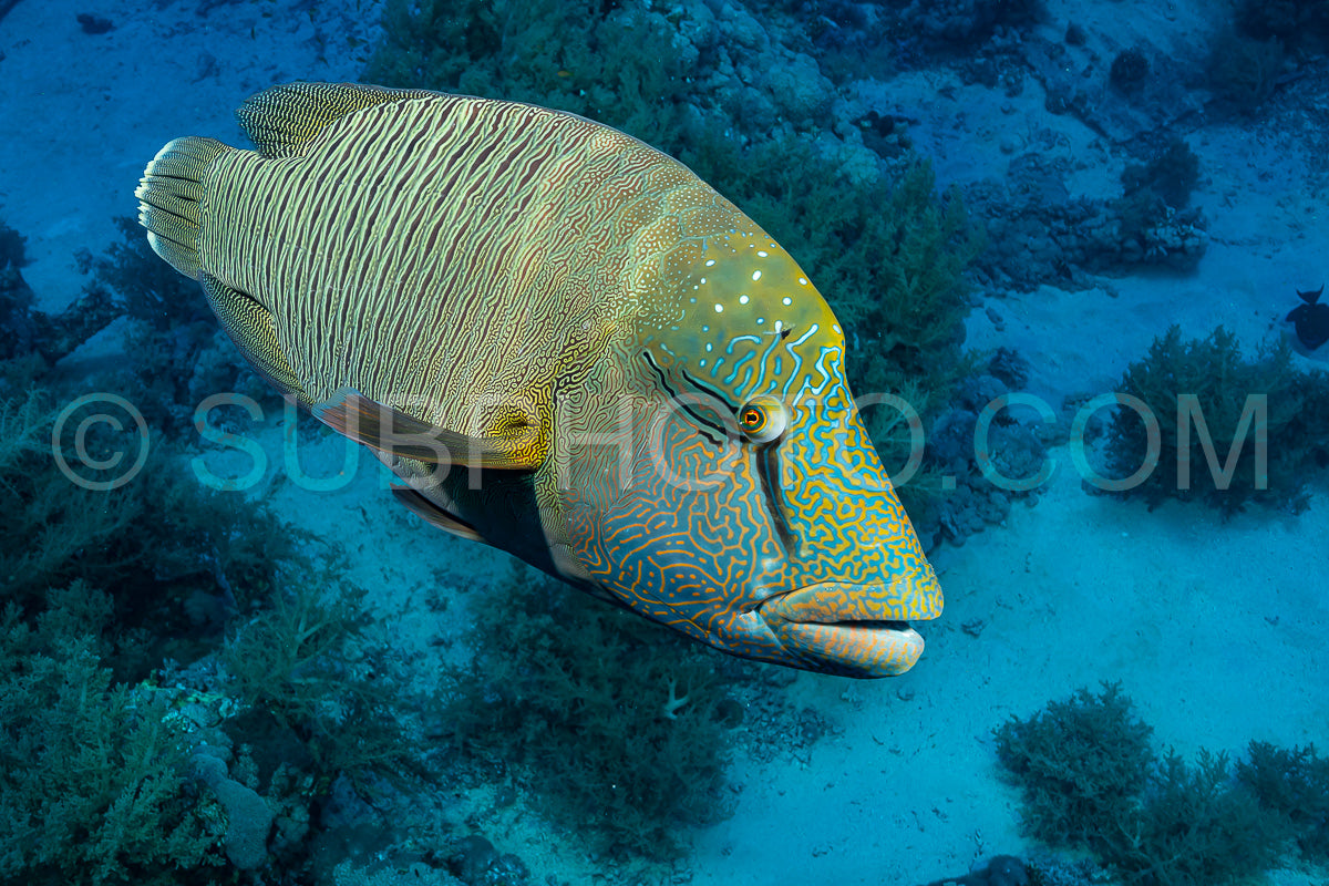 humphead wrasse or napoleon fish on a reef