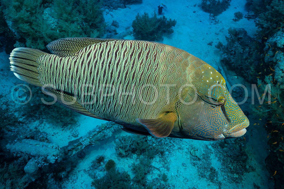 humphead wrasse or napoleon fish on a reef