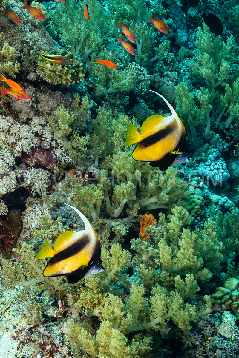 two yellow black longfin bannerfish fish