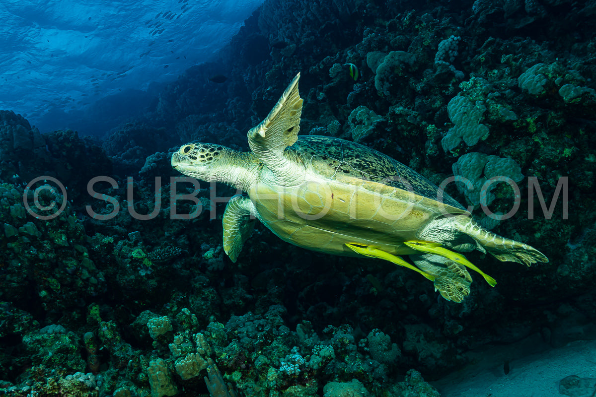 green turtle feeding on a reef in the Red Sea