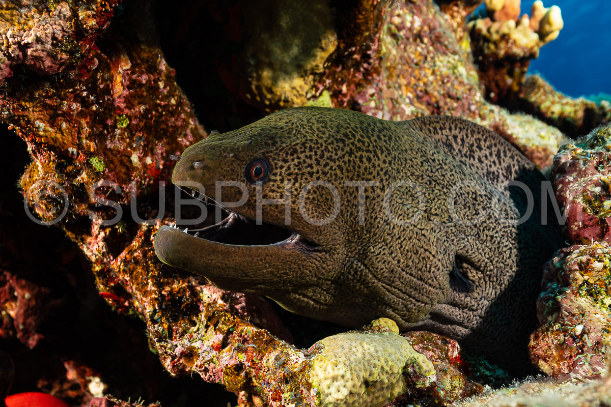 Photo de grande murène géante brune et noire