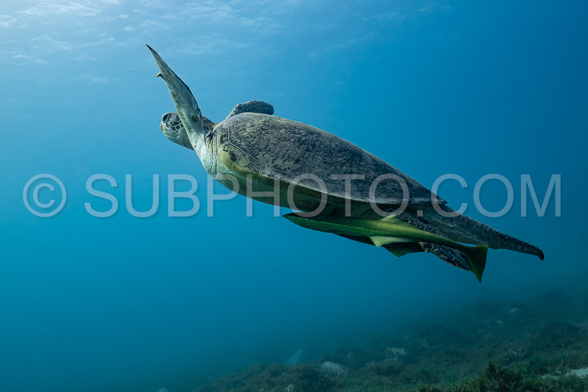 green turtle feeding on a reef in the Red Sea