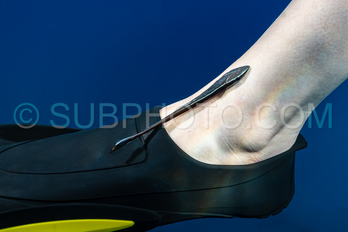 juvenile remora sharksucker attached to the leg of a diver