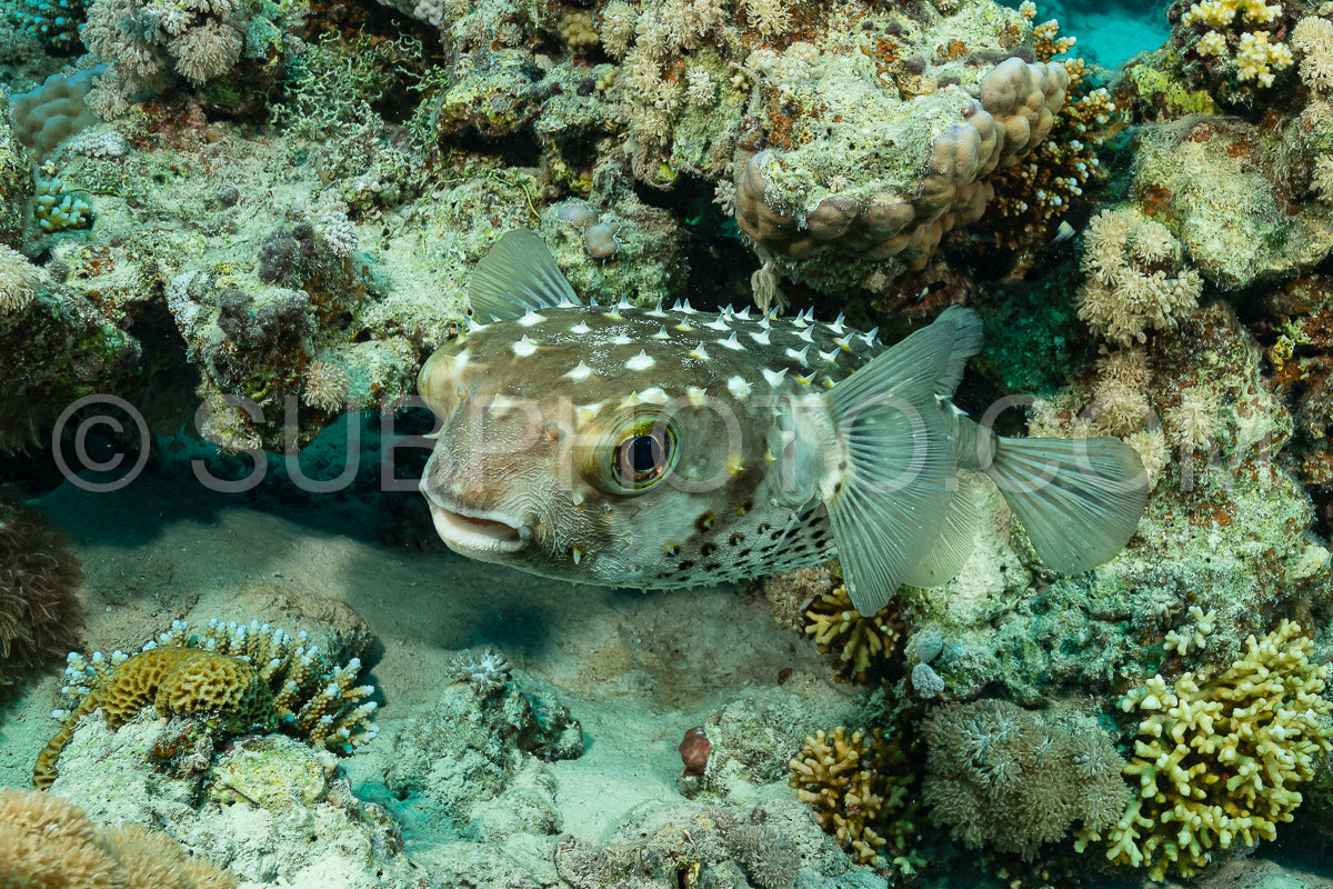large freckled porcupinefish fish on sand