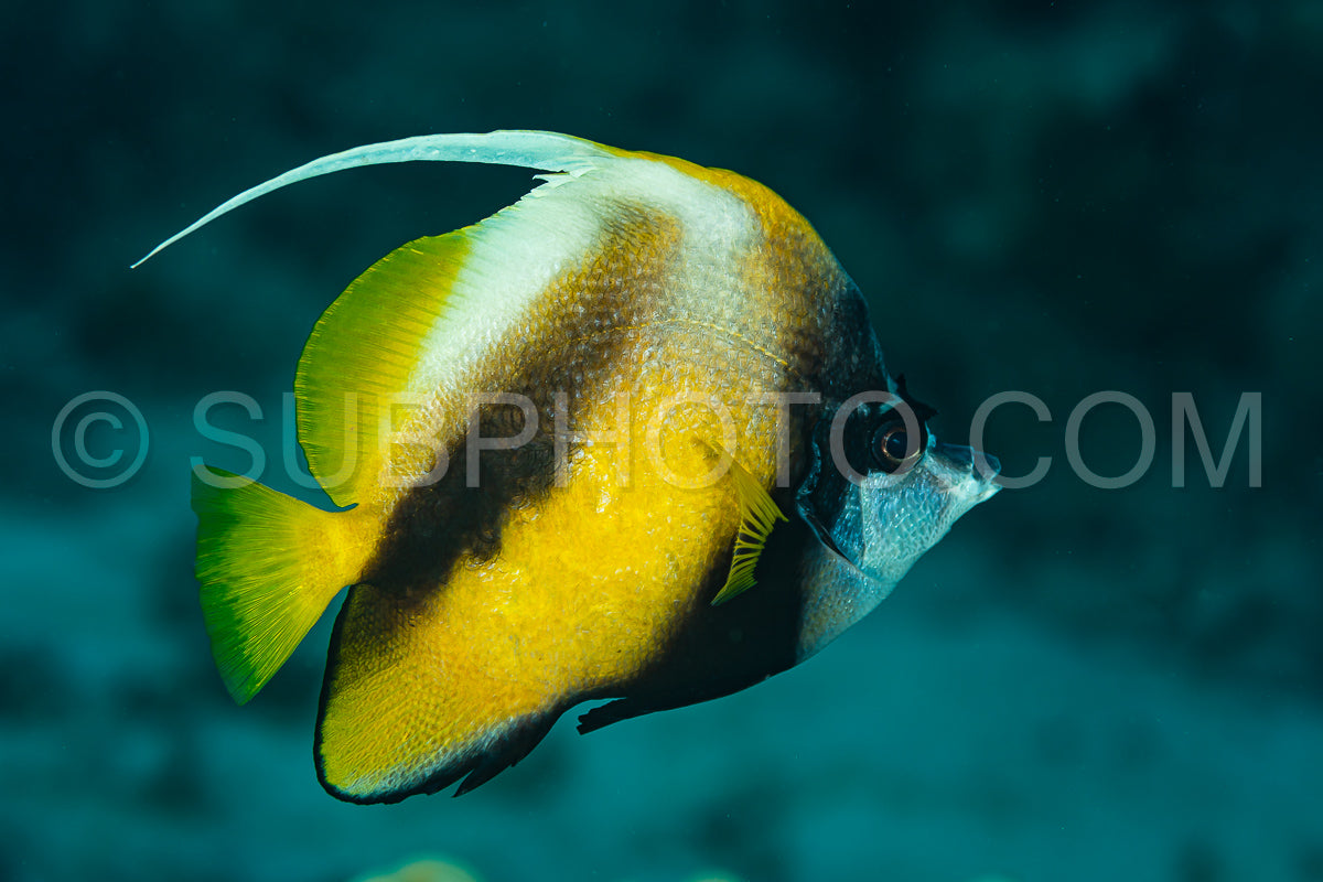 Photo de poisson bannière jaune noir longfin