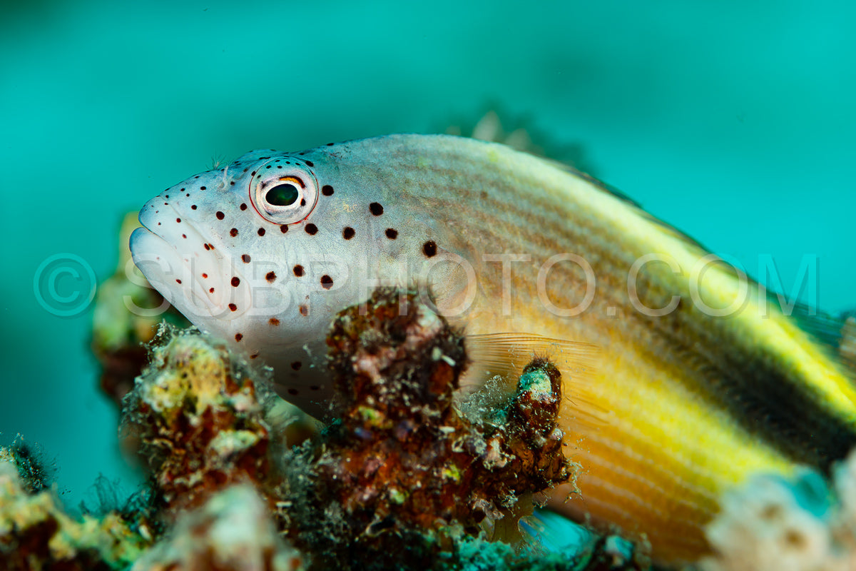Photo de poisson épervier tacheté sur corail