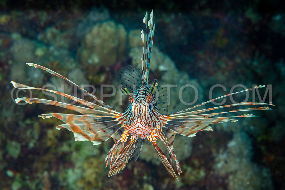 red lionfish fish on reef
