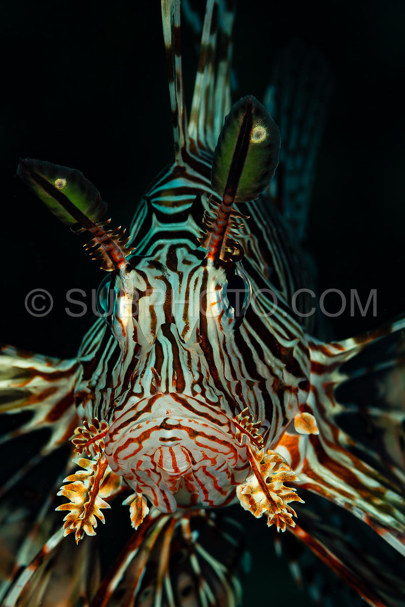 red lionfish fish on reef