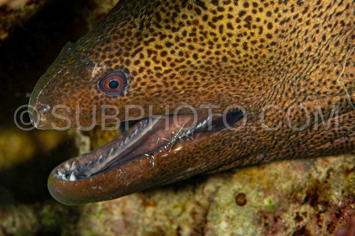 giant moray with cleaning shrimp