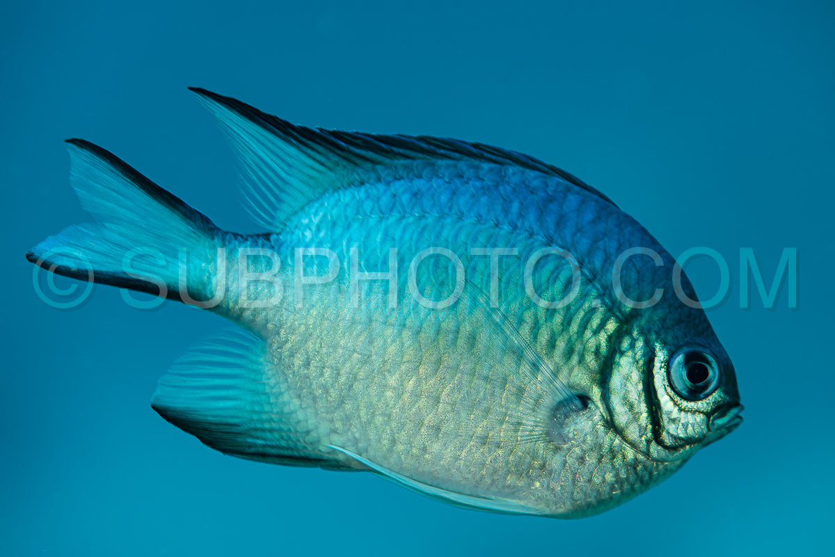 Photo de demoiselle à ventre blanc poisson blanc
