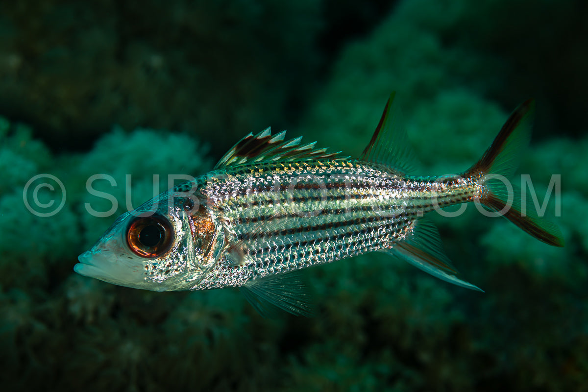 silvery spotfin squirrelfish bigeye fish