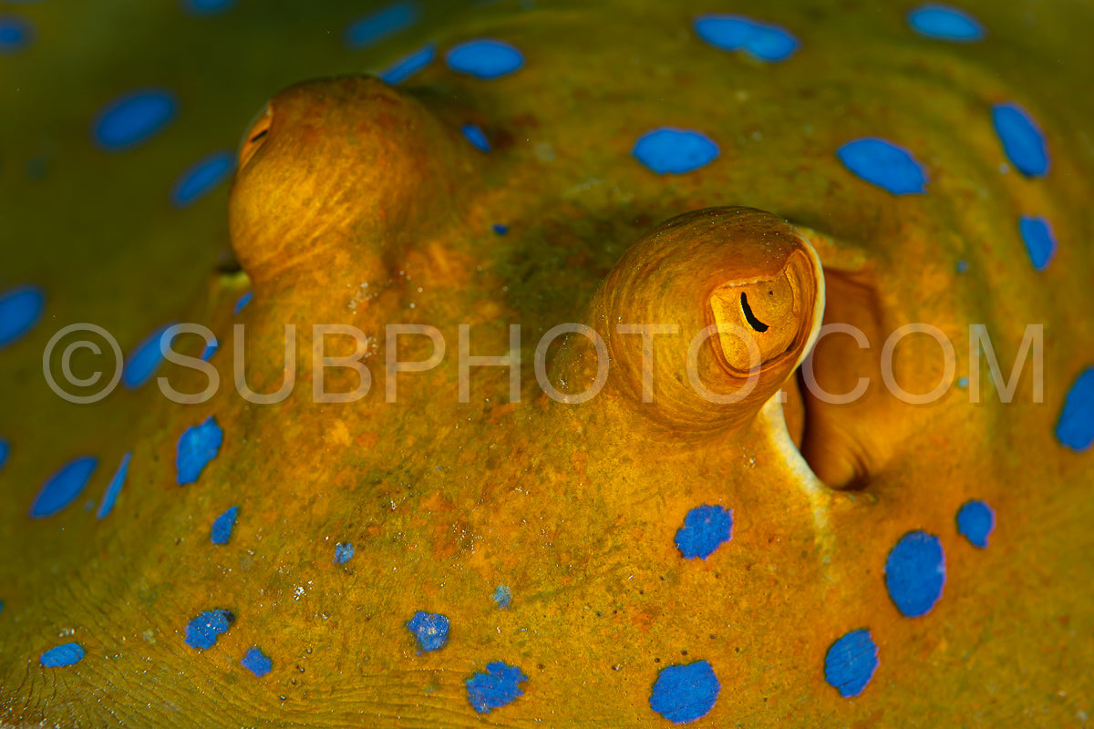 blue-spotted ribbontail ray hiding in sand