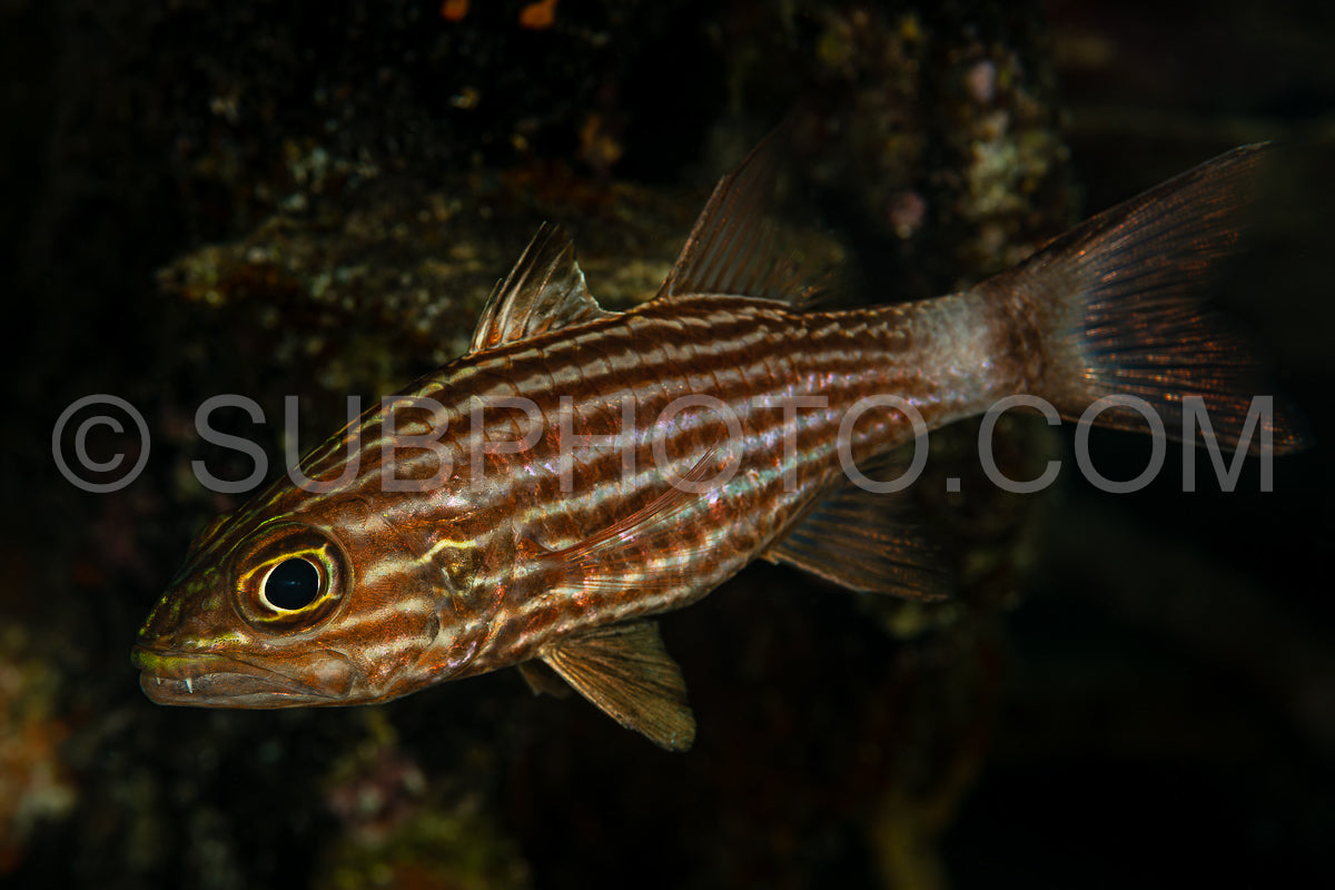 tiger cardinalfish fish with promiment pointed teeth