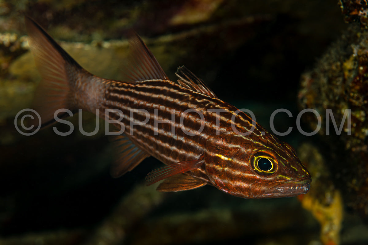 tiger cardinalfish fish with promiment pointed teeth