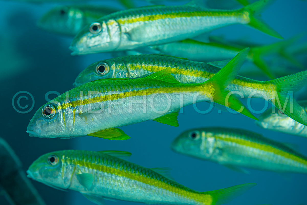 Photo de banc d'albacore poisson chèvre jaune