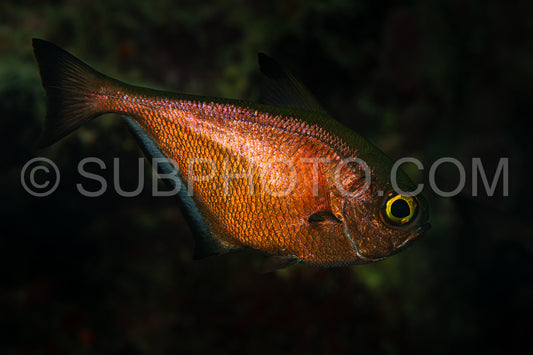 Photo de Balayeur sombre poisson en laiton argenté