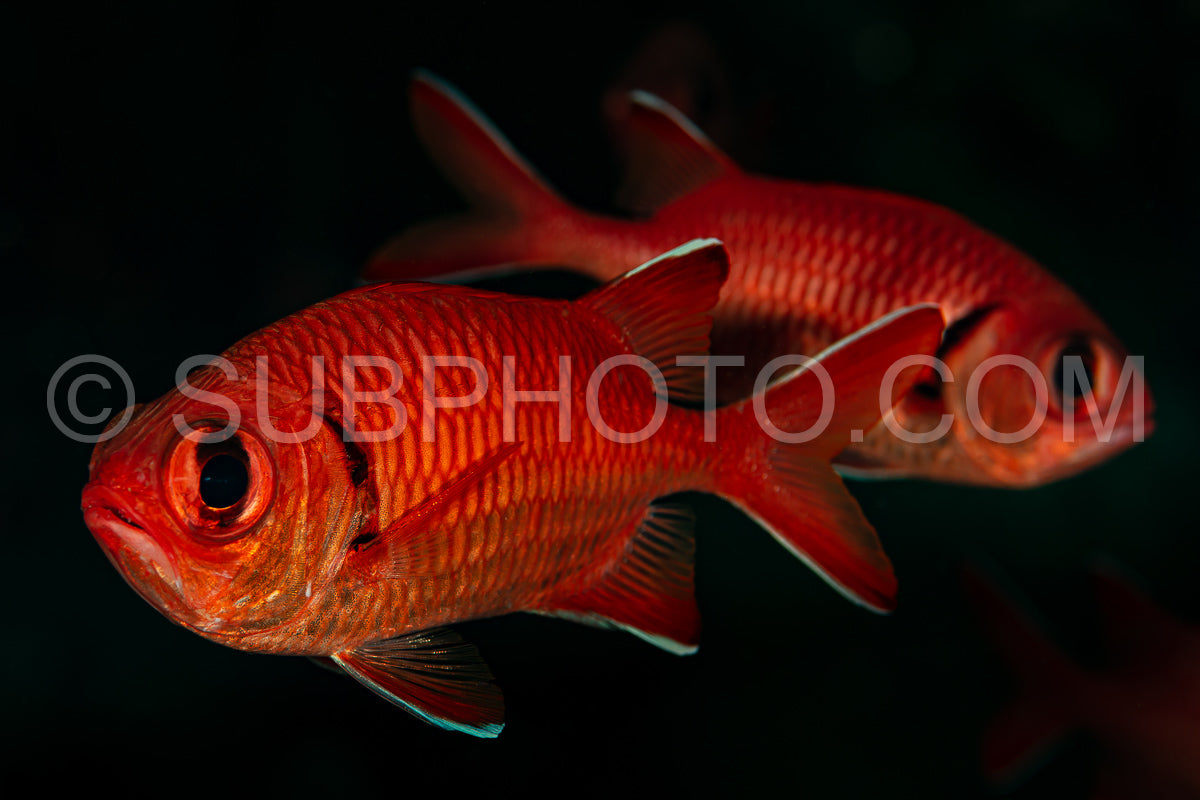 red bigscale bigeye soldierfish fish