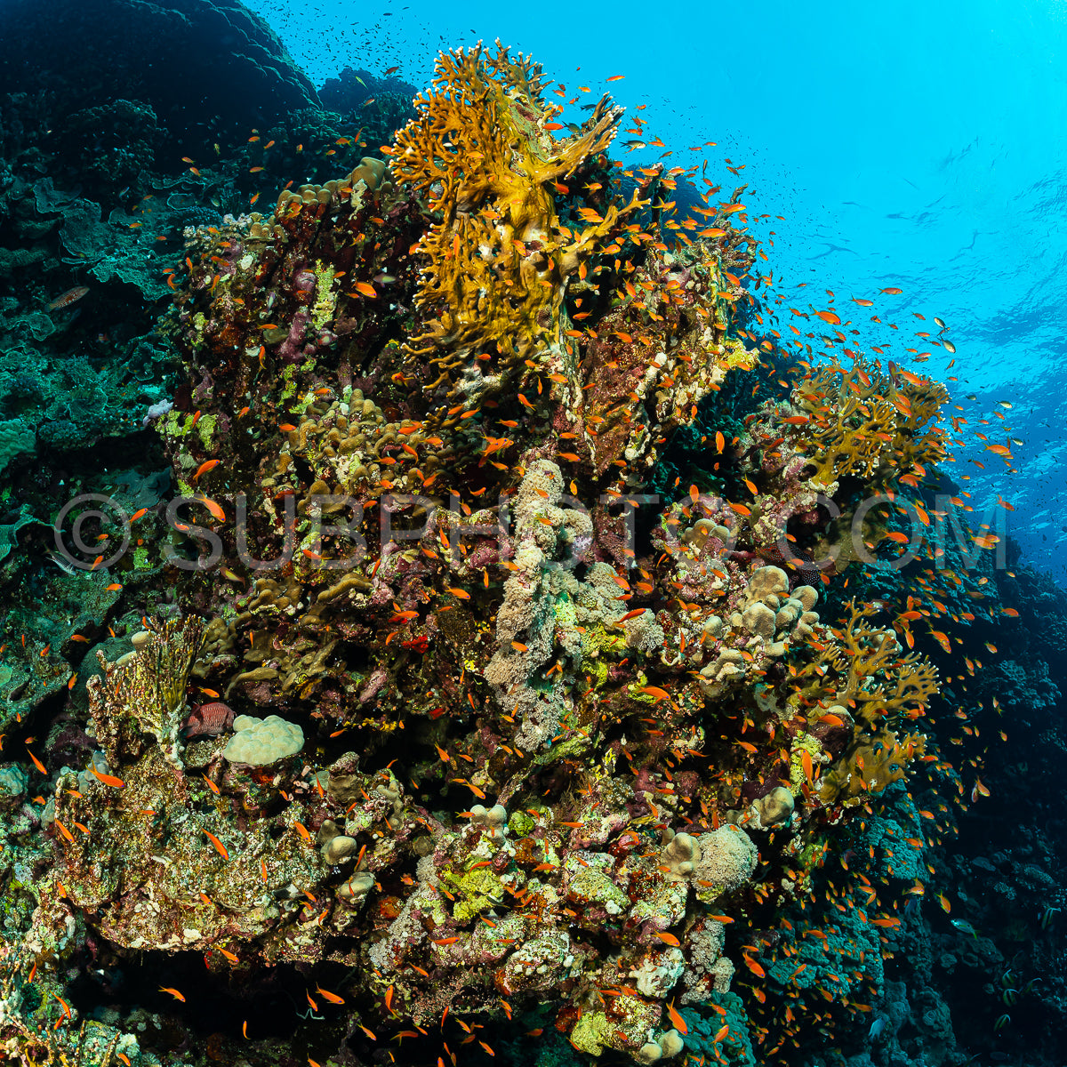 Photo de Récif tropical typique de la mer Rouge avec coraux durs et mous entourés d'un banc d'anthias orange