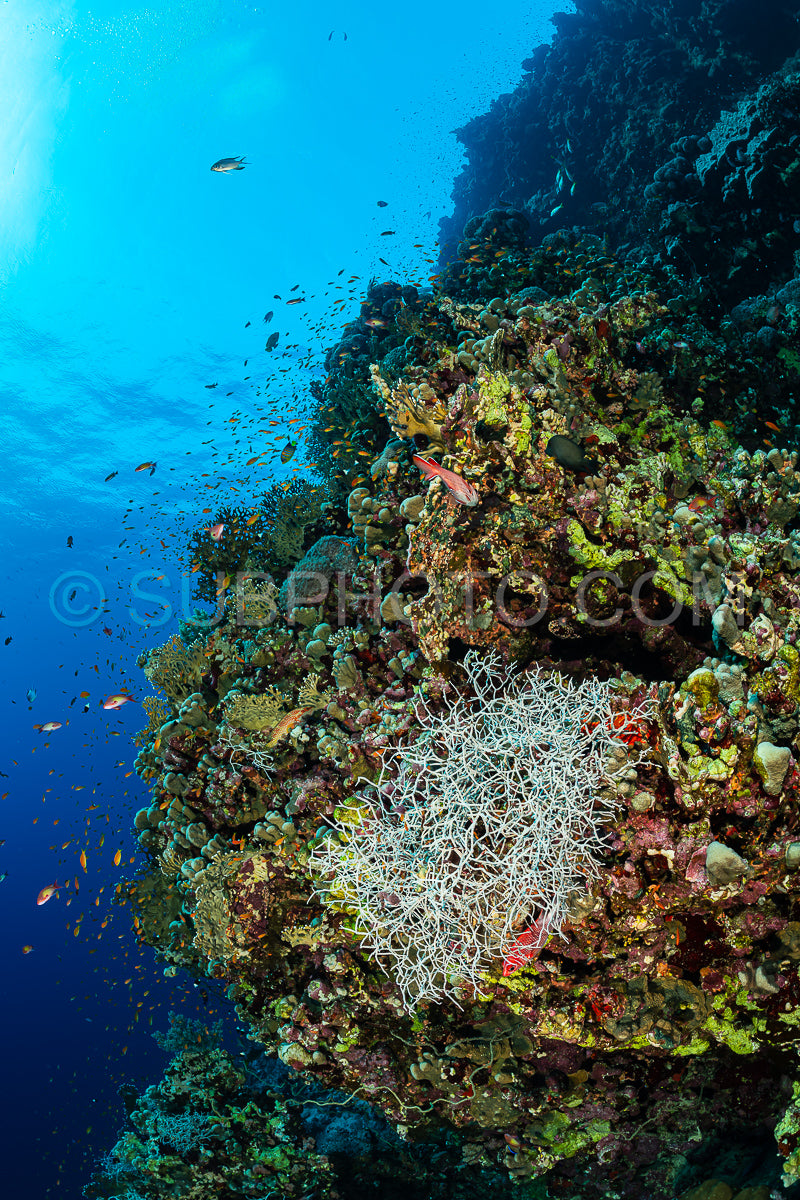 typical Red Sea tropical reef with hard and soft coral surrounded by school of orange anthias