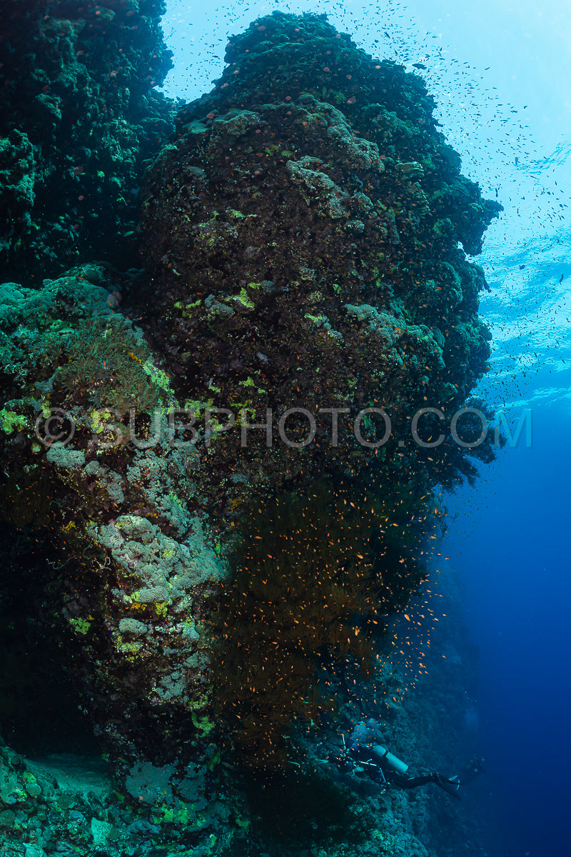 typical Red Sea tropical reef with hard and soft coral surrounded by school of orange anthias