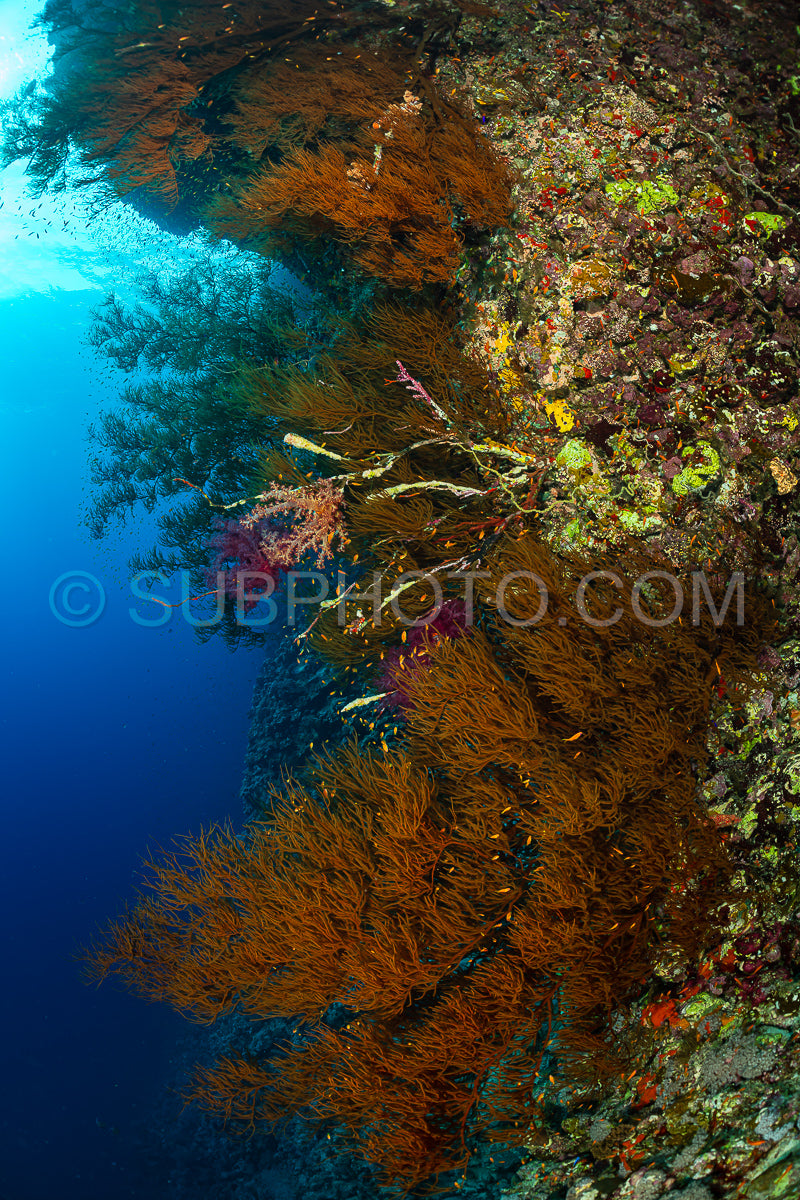Photo de Récif tropical typique de la mer Rouge avec coraux durs et mous entourés d'un banc d'anthias orange