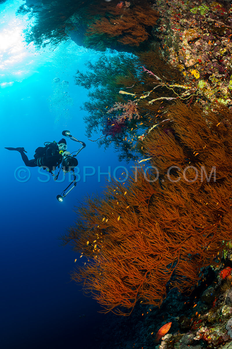 typical Red Sea tropical reef with hard and soft coral surrounded by school of orange anthias and a underwater photographer diver