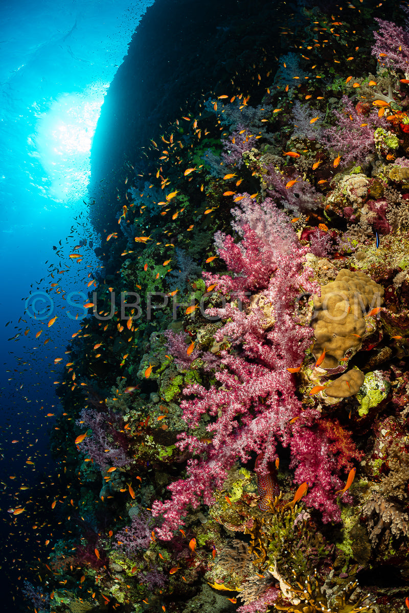 Photo de Récif tropical typique de la mer Rouge avec coraux durs et mous entourés d'un banc d'anthias orange