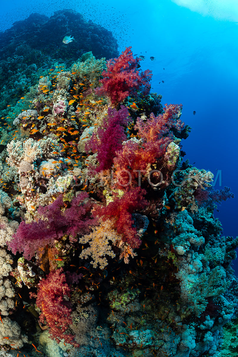 Photo de Récif tropical typique de la mer Rouge avec coraux durs et mous entourés d'un banc d'anthias orange