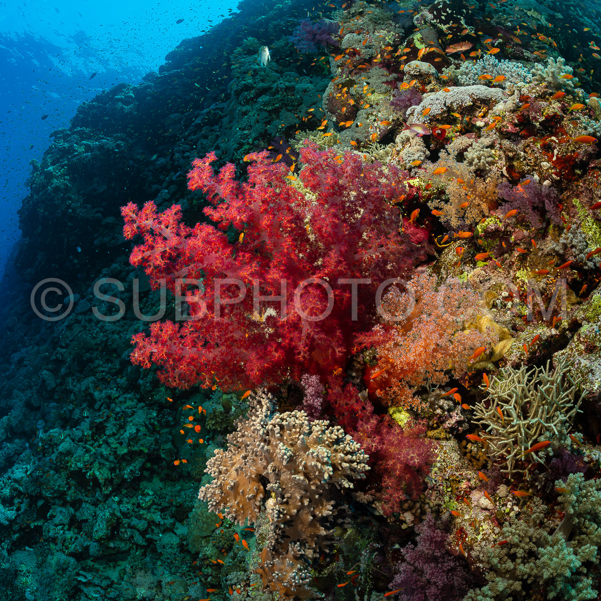 Photo de Récif tropical typique de la mer Rouge avec coraux durs et mous entourés d'un banc d'anthias orange
