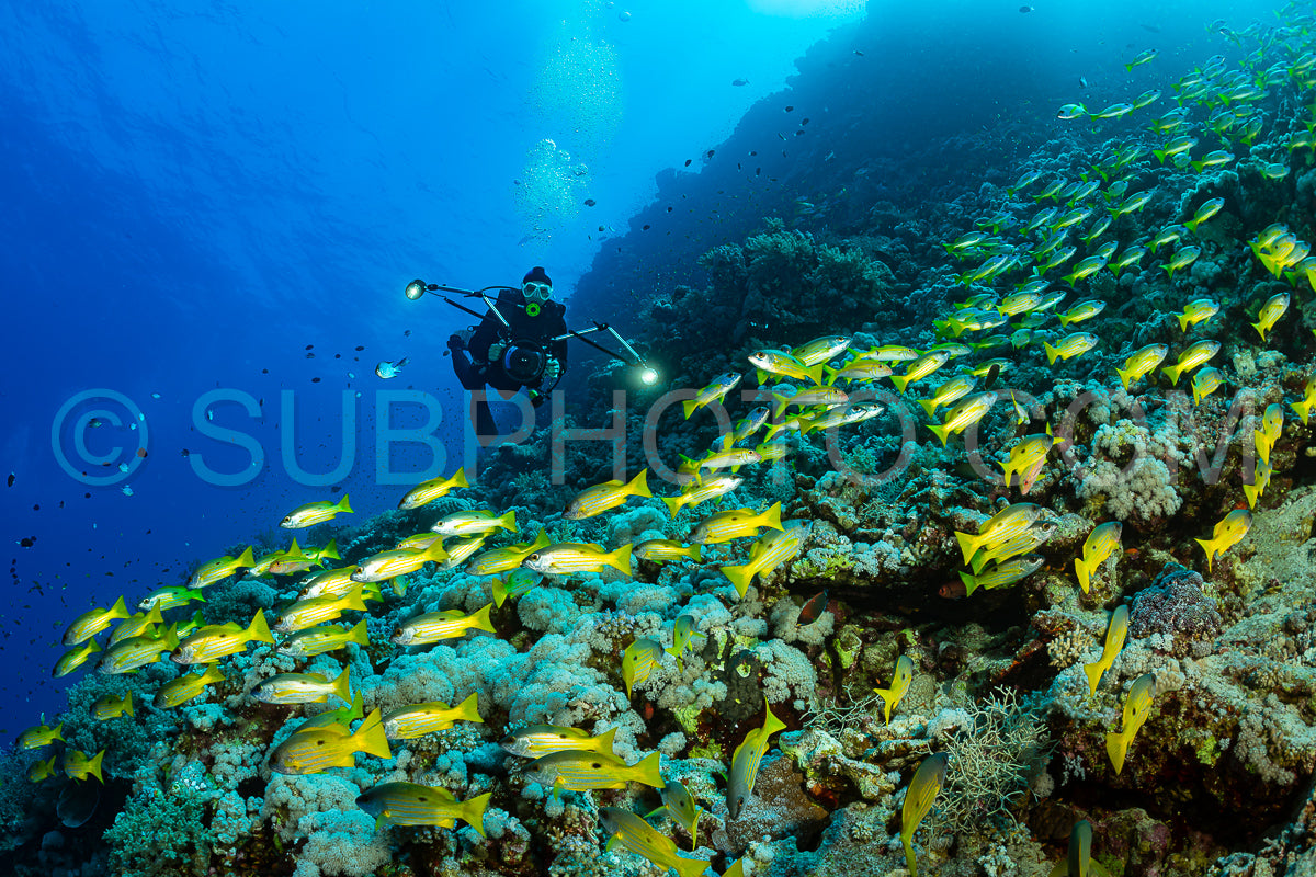 school of black and yellow longspot snapper fish