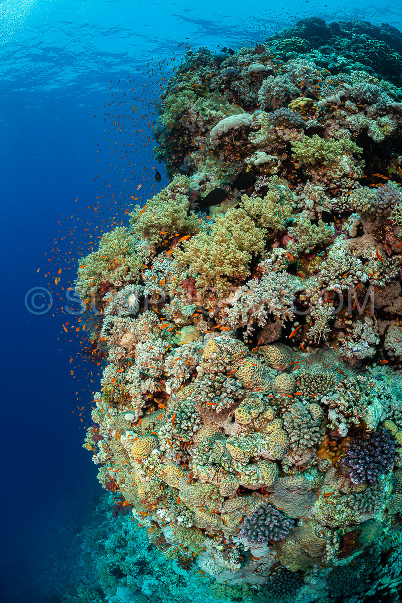 typical Red Sea tropical reef with hard and soft coral surrounded by school of orange anthias