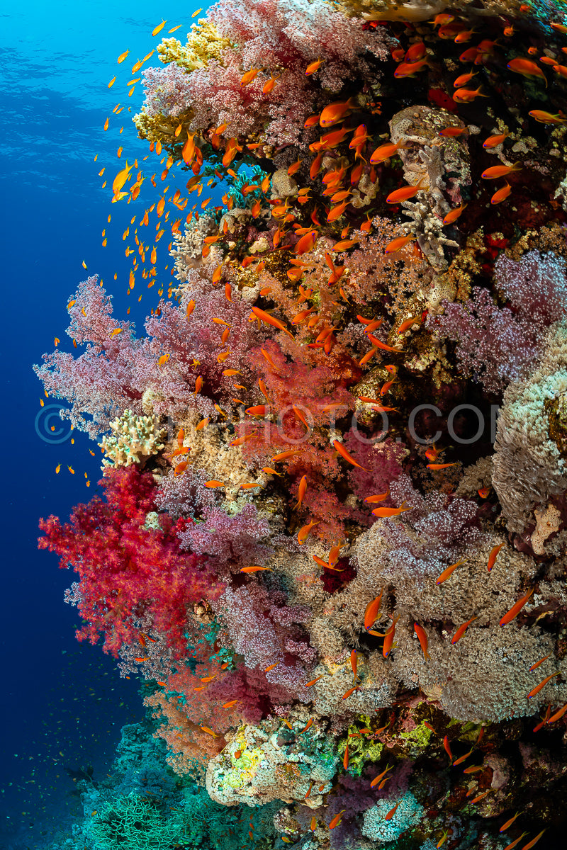 Photo de Récif tropical typique de la mer Rouge avec coraux durs et mous entourés d'un banc d'anthias orange