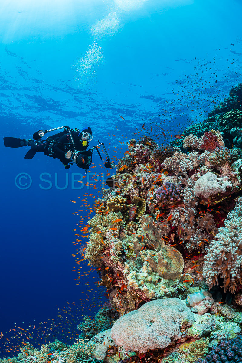 Photo de Récif tropical typique de la mer Rouge avec des coraux durs et mous entourés d'un banc d'anthias orange et d'un plongeur photographe.