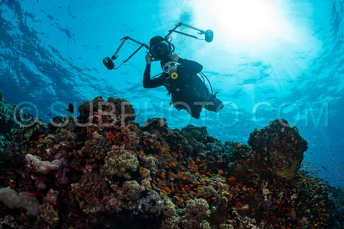 typical Red Sea tropical reef with hard and soft coral surrounded by school of orange anthias and a underwater photographer diver