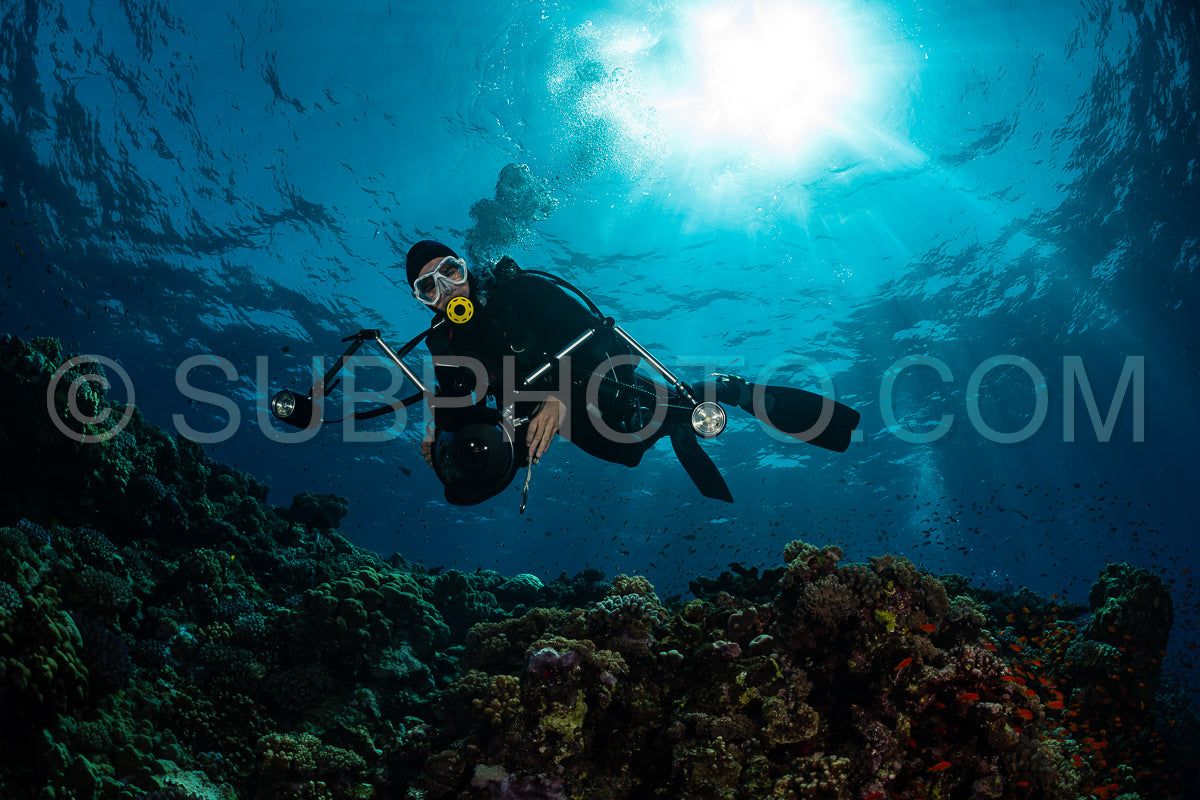 Photo de Récif tropical typique de la mer Rouge avec des coraux durs et mous entourés d'un banc d'anthias orange et d'un plongeur photographe.