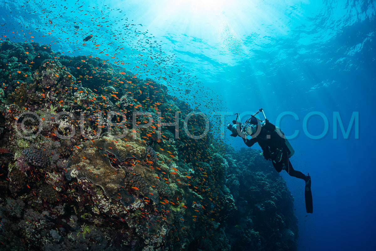 Photo de Récif tropical typique de la mer Rouge avec des coraux durs et mous entourés d'un banc d'anthias orange et d'un plongeur photographe.
