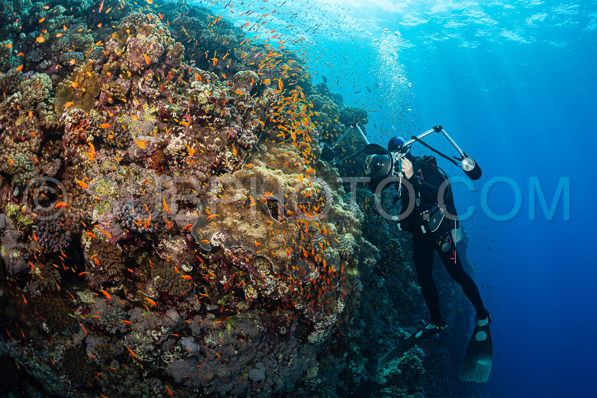 typical Red Sea tropical reef with hard and soft coral surrounded by school of orange anthias and a underwater photographer diver