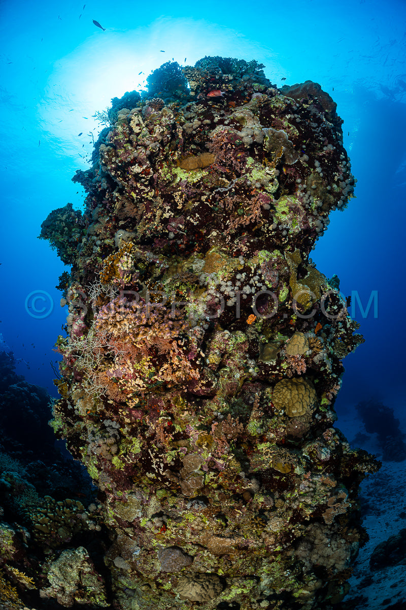 Photo de Récif tropical typique de la mer Rouge avec coraux durs et mous entourés d'un banc d'anthias orange