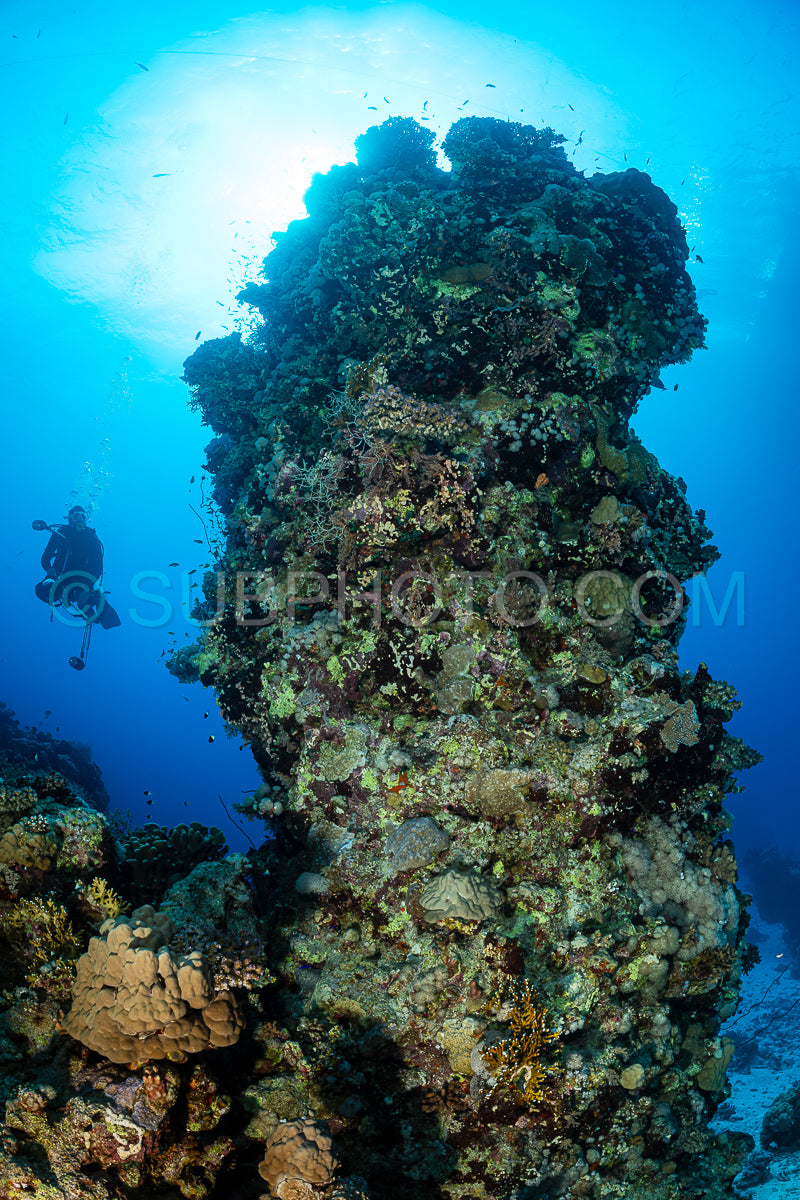 typical Red Sea tropical reef with hard and soft coral surrounded by school of orange anthias and a underwater photographer diver
